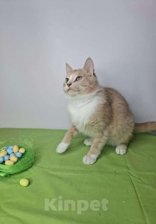 Кошки в Москве: Персиковый котик-подросток в добрые руки Мальчик, Бесплатно - фото 6