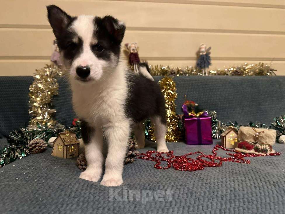 Собаки в Лосином-Петровском: Дейв якутенок лайка Мальчик, Бесплатно - фото 6
