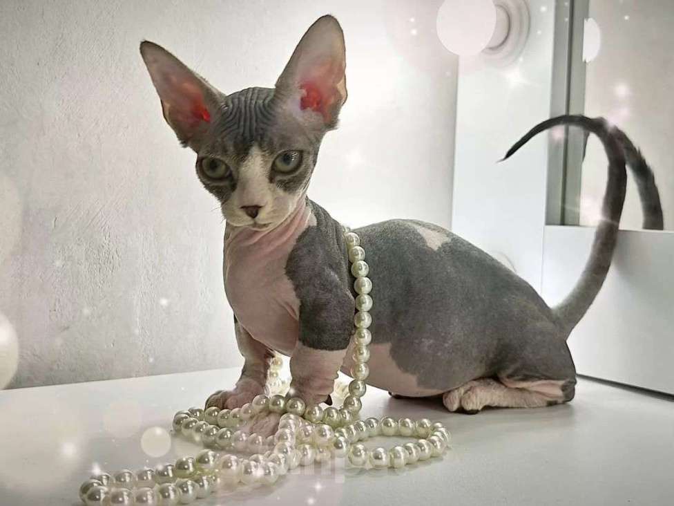 Кошки в Екатеринбурге: Канадский сфинкс котенок  Мальчик, 60 000 руб. - фото 6