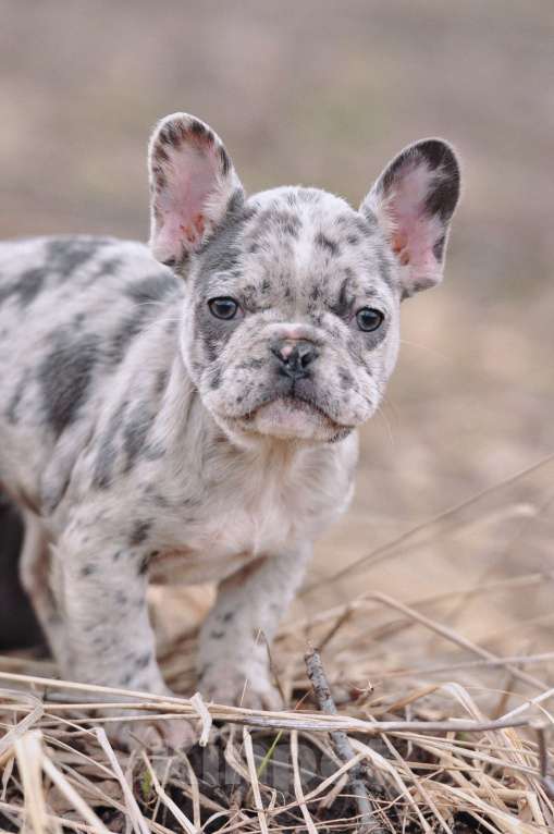 Собаки в Москве: Девочки француженки Девочка, 40 000 руб. - фото 2