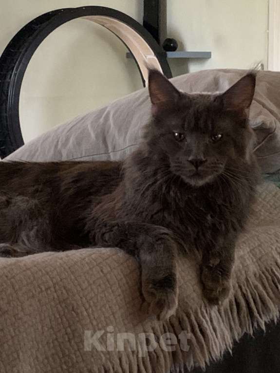 Кошки в Одинцово: ПОТЕРЯЛСЯ КОТ Мальчик, 50 000 руб. - фото 3