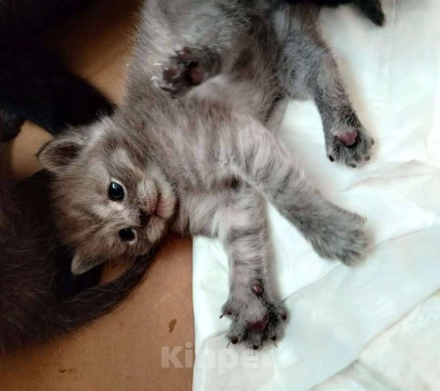 Кошки в Ростове-на-Дону: Шотландские вислоухие Разнополые, 15 000 руб. - фото 9