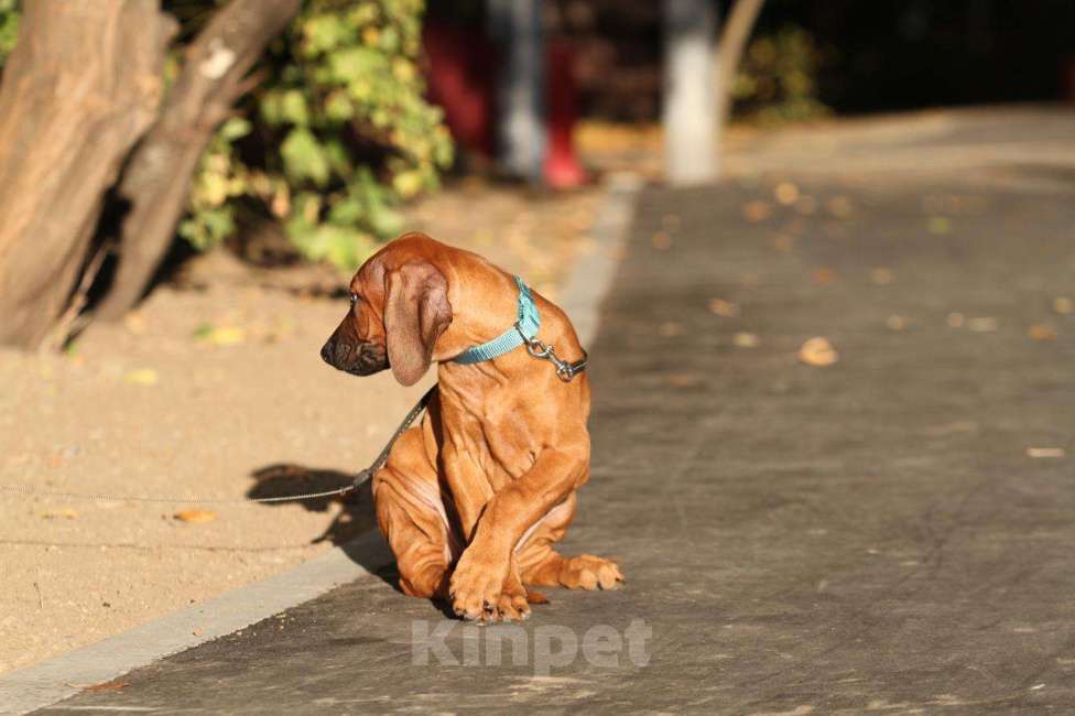 Собаки в Москве: Родезийский риджбек щенок девочка  Девочка, 120 000 руб. - фото 5