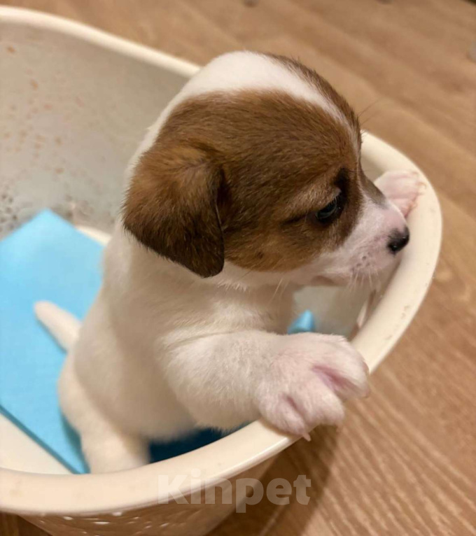 Собаки в Санкт-Петербурге: Щенки Джек Рассел терьер (мальчик) Мальчик, 35 000 руб. - фото 7