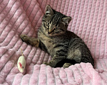 Кошки в Санкт-Петербурге: Котенок мальчик 2 месяца в добрые руки Мальчик, Бесплатно - фото 6