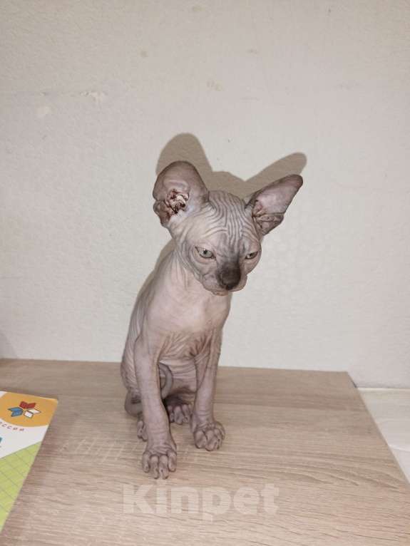 Кошки в Москве: Мальчик шоколад  Мальчик, 30 000 руб. - фото 7