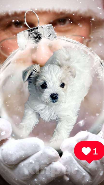 Собаки в Невинномысске: На продажу щенок Голддаст йоркширский терьер Мальчик, 85 000 руб. - фото 7