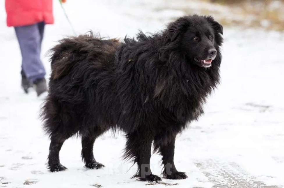 Собаки в Истре: Молодой,ласковый Пух в добрые руки  Мальчик, Бесплатно - фото 5