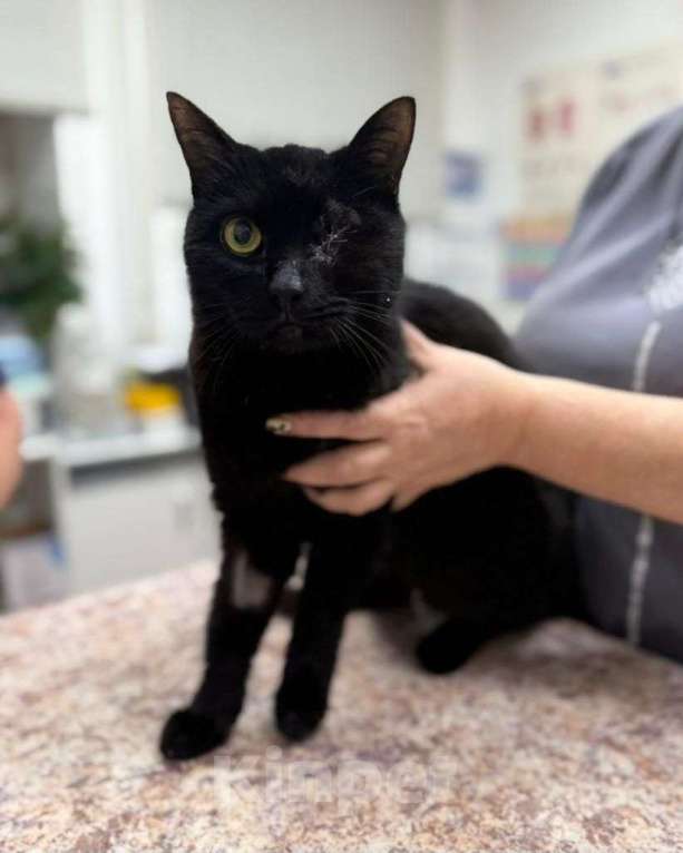 Кошки в Москве: Одноглазый котик Сеня Мальчик, Бесплатно - фото 2