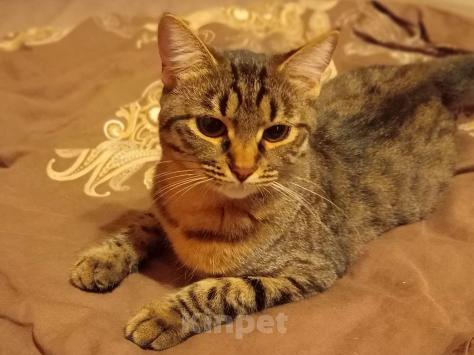 Кошки в Королеве: маленькая Йямся ищет своего человека Девочка, Бесплатно - фото 1