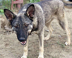 Собаки в Сургуте: Ясна ищет дом!, Бесплатно - фото 1