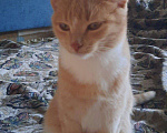 Кошки в Новочеркасске: Кошечки срочно ищут дом, Бесплатно - фото 1