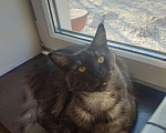 Кошки в Кингисеппе: Мейн-кун, кошка, 3 000 руб. - фото 6