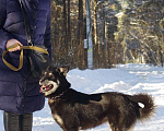 Собаки в Москве: Ищет дом малышка Стеша Девочка, 10 руб. - фото 4
