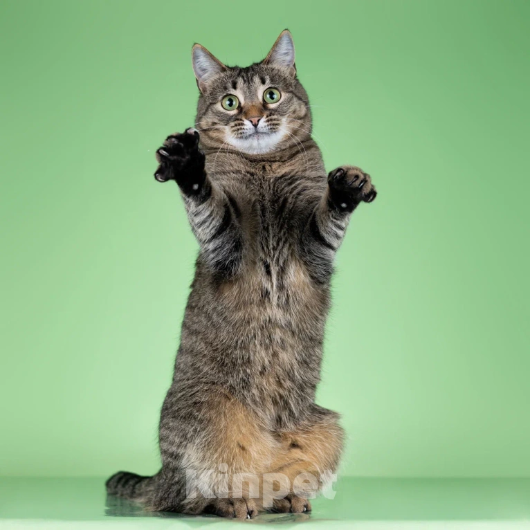 Кошки в Москве: Маша быстро наведет порядок и уют в вашем доме Девочка, Бесплатно - фото 4