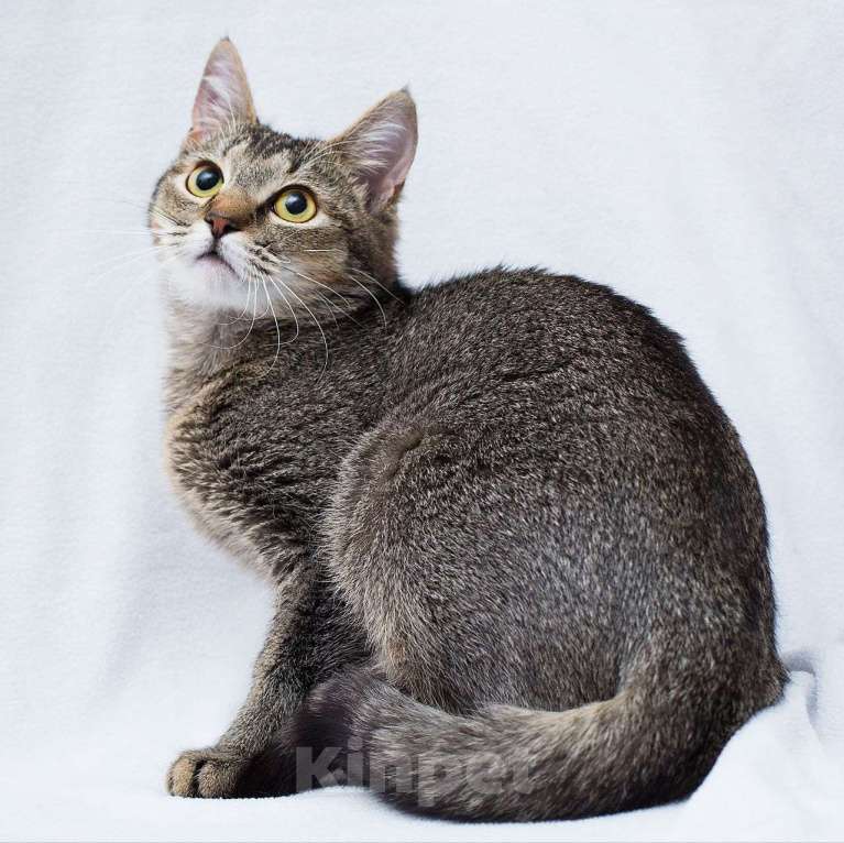 Кошки в Москве: Масю никто не замечает Девочка, Бесплатно - фото 5