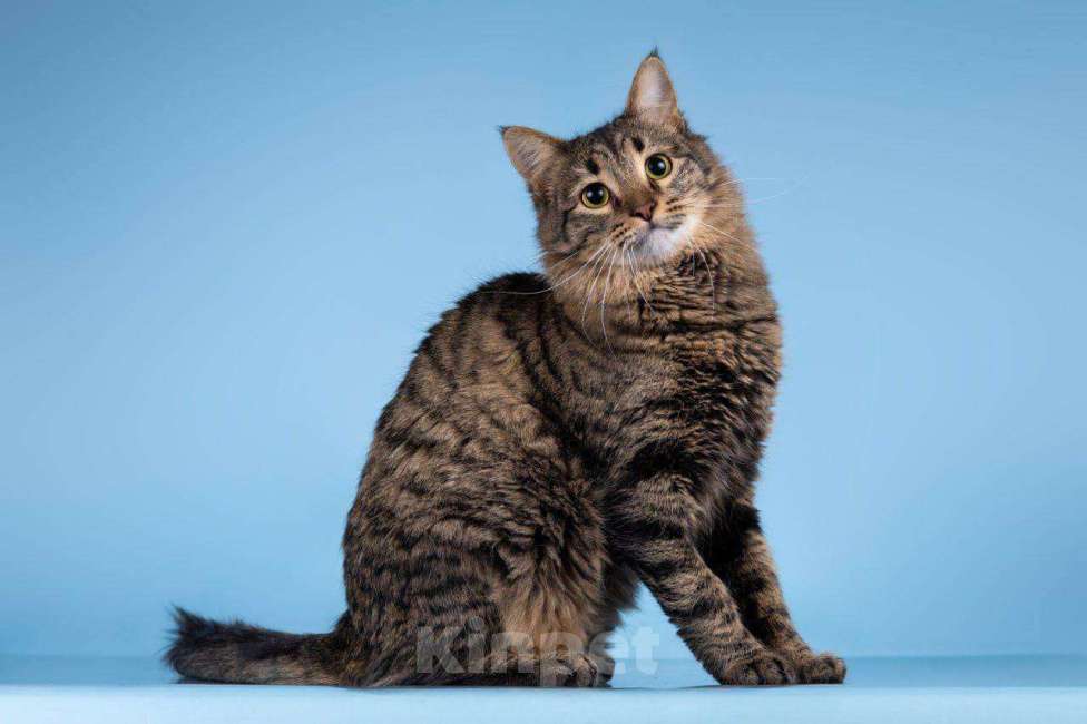 Кошки в Москве: Возьмите в свой дом большое, мягкое и тёплое счастье! Мальчик, Бесплатно - фото 1