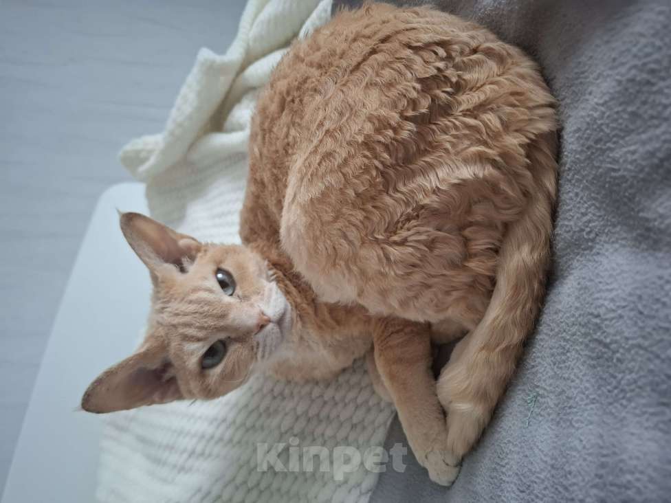 Кошки в Москве: Отдам в добрые руки Девочка, Бесплатно - фото 2