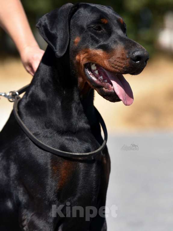 Собаки в Чехове: Шикарный щенок добермана РКФ Мальчик, 90 000 руб. - фото 10