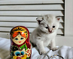 Кошки в Москве: Фея чудо природы Девочка, Бесплатно - фото 1