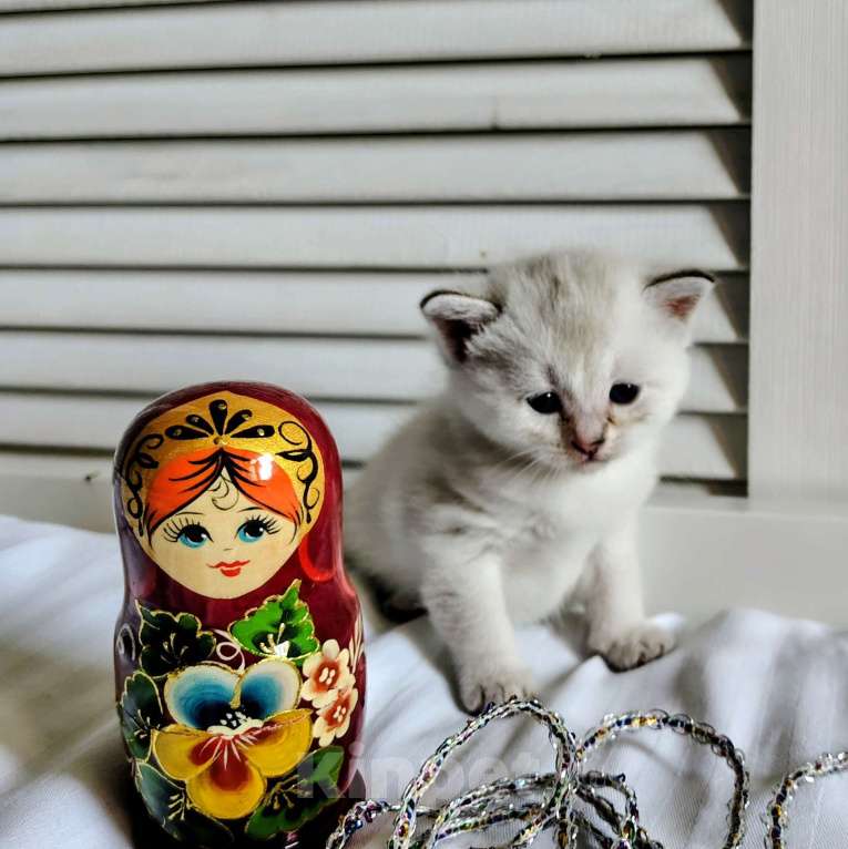 Кошки в Москве: Фея чудо природы Девочка, Бесплатно - фото 1
