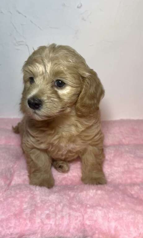 Собаки в Новосибирске: Мальтипу F1 Девочка, 150 000 руб. - фото 1