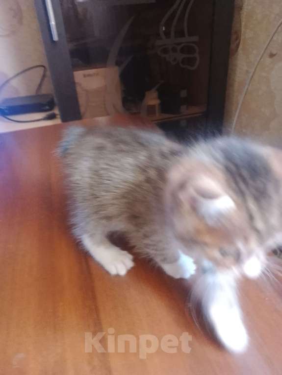 Кошки в Уфе: Курильский бобтейл Мальчик, 10 000 руб. - фото 4