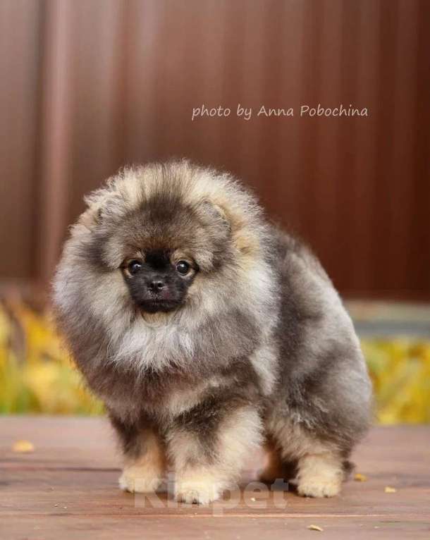 Собаки в Долгопрудном: Щенки померанского шпица  Мальчик, 95 000 руб. - фото 3