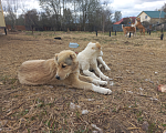 Собаки в Смоленске: Туркменские Щенки САО (алабай) Девочка, 30 000 руб. - фото 7