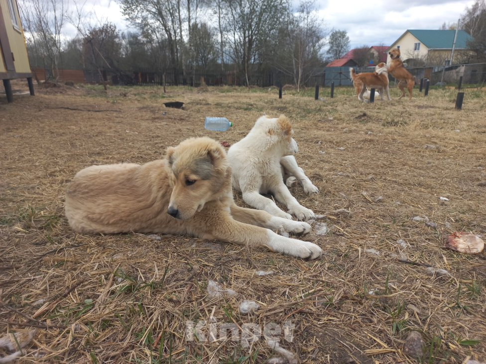 Собаки в Смоленске: Туркменские Щенки САО (алабай) Девочка, 30 000 руб. - фото 7