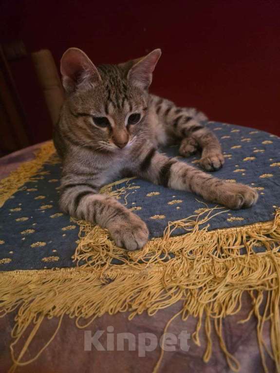 Кошки в Москве: Полосатый ласковый котёнок Марфушка в дар Девочка, 1 руб. - фото 3