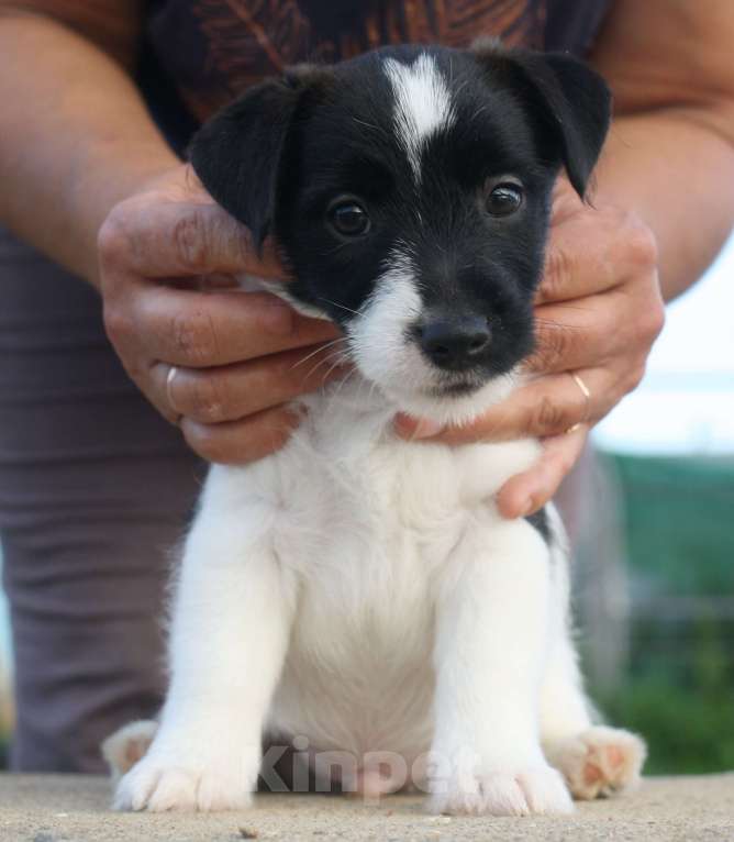 Собаки в Всеволожске: ММ ТАМТАЙ ЧЕРНЫЙ БАРХАТ  Мальчик, 45 000 руб. - фото 4
