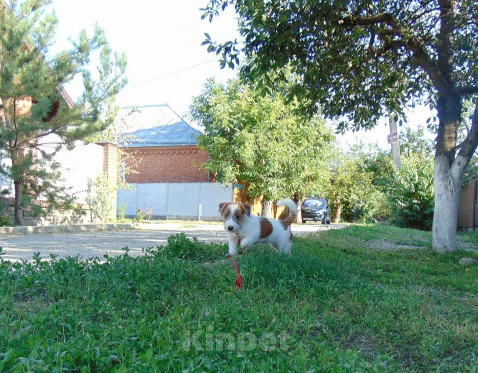 Собаки в Москве: Щенок Джек Рассел терьера (девочка) Девочка, 30 000 руб. - фото 2