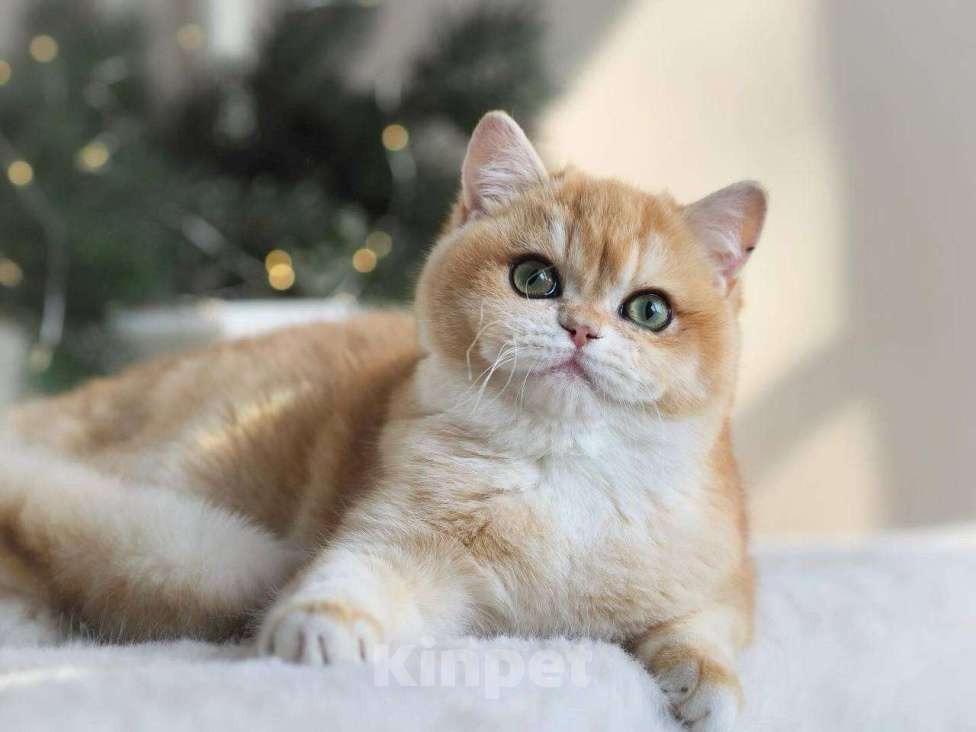 Кошки в Москве: Красивая британская кошечка Девочка, 25 000 руб. - фото 7