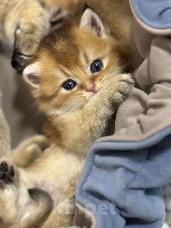 Кошки в Пензе: Шотландские Девочка, 18 000 руб. - фото 3