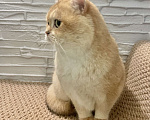 Кошки в Волгограде: Кот золотая шиншилла Мальчик, 5 000 руб. - фото 2
