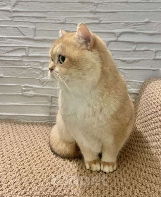 Кошки в Волгограде: Кот золотая шиншилла Мальчик, 5 000 руб. - фото 2