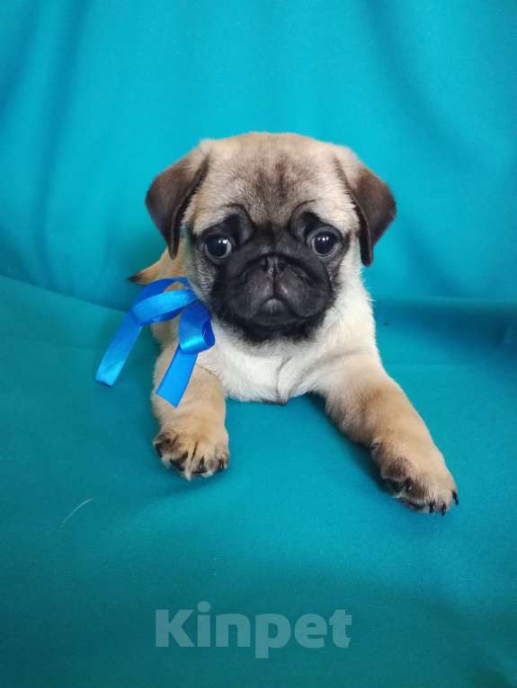 Собаки в Ростове-на-Дону: Щенок мопс Девочка, Бесплатно - фото 4