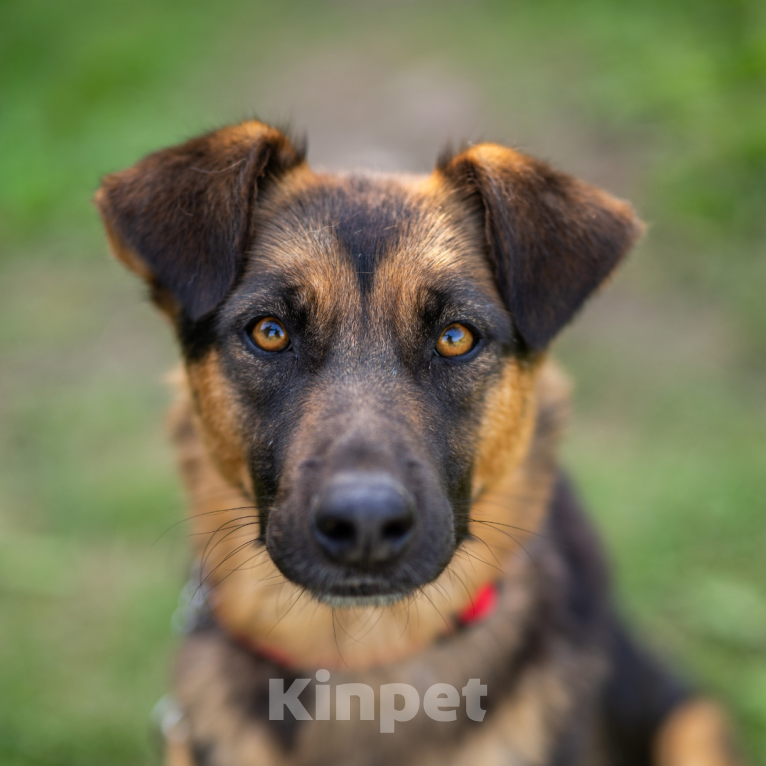 Собаки в Москве: Шоколадка Девочка, Бесплатно - фото 1