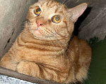 Кошки в Москве: Рыжик в подъезде Мальчик, 999 руб. - фото 1
