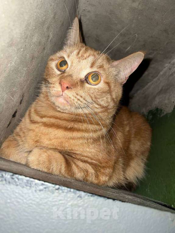 Кошки в Москве: Рыжик в подъезде Мальчик, 999 руб. - фото 1