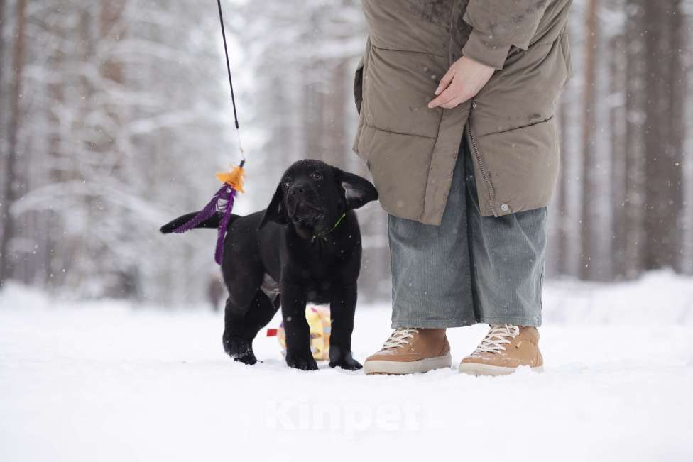 Собаки в Санкт-Петербурге: IRISLAV BIG BOSS Мальчик, 160 000 руб. - фото 4