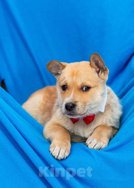Собаки в других городах Московской области: Щенок Грэй в добрые руки Мальчик, Бесплатно - фото 5