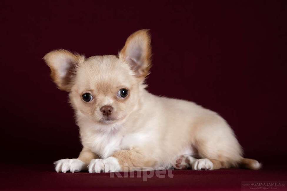 Собаки в Раменском: Савва Мальчик, 45 000 руб. - фото 3