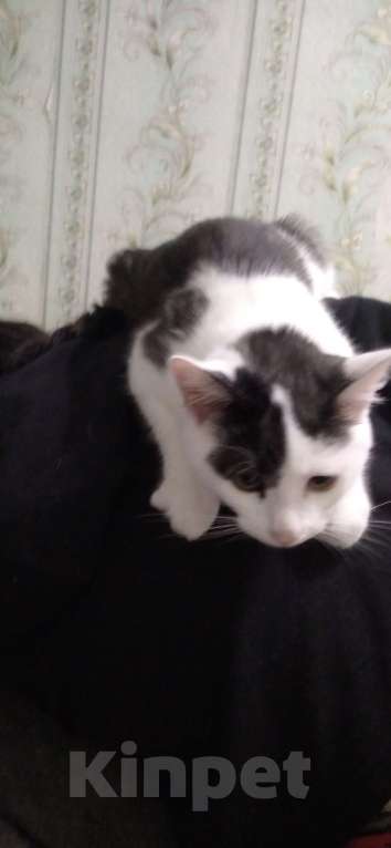 Кошки в Каменске-Уральском: Отдам 2 котят, в добрые руки Мальчик, Бесплатно - фото 3