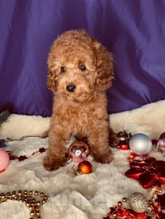 Собаки в Москве: Той-пудель щенки Девочка, 50 000 руб. - фото 3