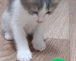 Кошки в Ульяновске: Котята в добрые руки. Девочка, Бесплатно - фото 4