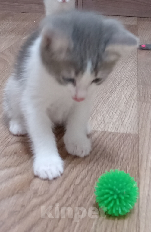 Кошки в Ульяновске: Котята в добрые руки. Девочка, Бесплатно - фото 4