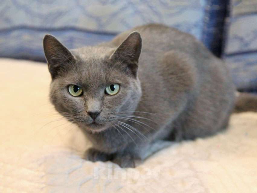 Кошки в Москве: Ищут дом три кошачьих сердца Мальчик, 10 руб. - фото 8