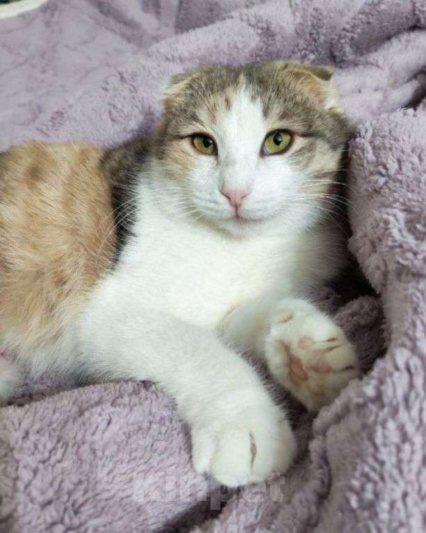 Кошки в Москве: Вислоухая кошечка ищет дом Девочка, Бесплатно - фото 1